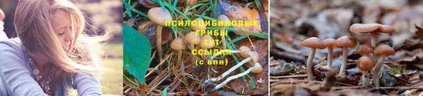 шишки Абинск